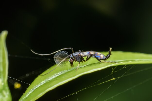 Super macro Lake fly on green leaf