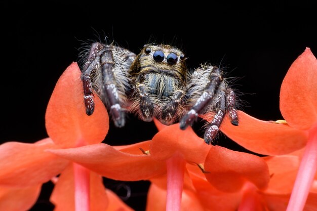 Фото Супер макро мужской hyllus diardi или прыгающий паук на оранжевом цветке колоска
