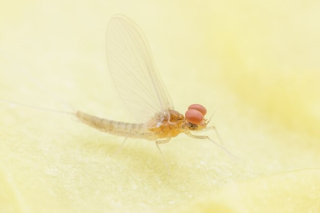 Super macro maschio mayfly sul foglio di candela