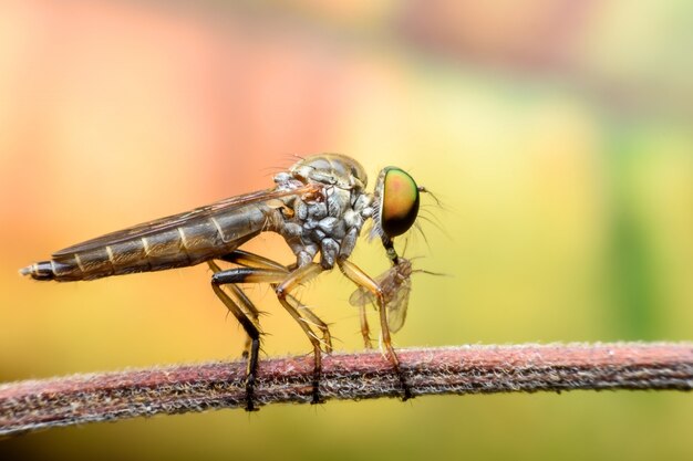 Super macro Rover vliegt met prooi