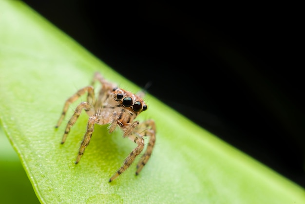 Super macro spider portrait