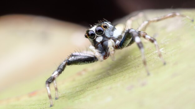 Super macro Springende spin of Phintella versicolor (mannelijk)