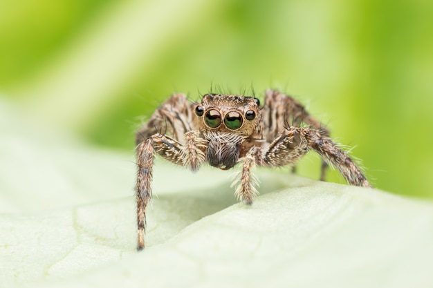 Super macro Springende spin op blad