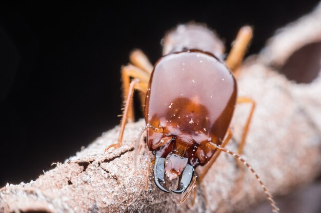 Super macro Termite walking on dried leaf