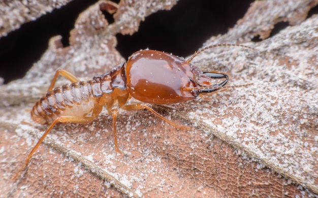 Super macro Termite walking on dried leaf