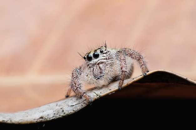 Super macro vrouwelijke Hyllus-diardi of het Springen van spin op blad