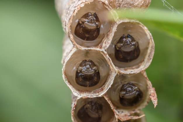 Le larve di super macro vespa nel nido di vespe