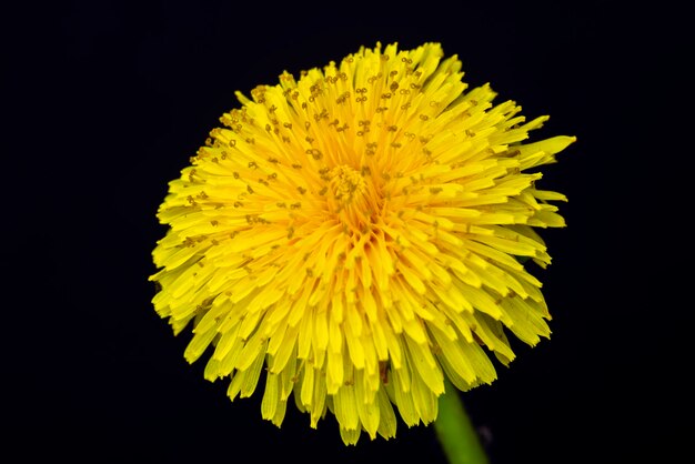 超魔法のタンポポの花