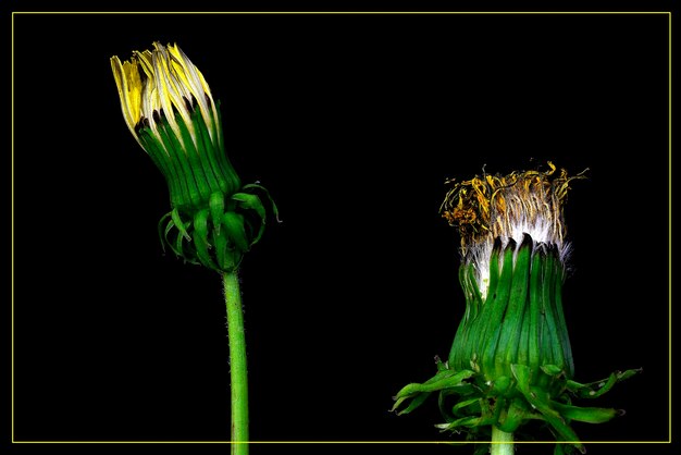 Foto il fiore di tarassaco super magico