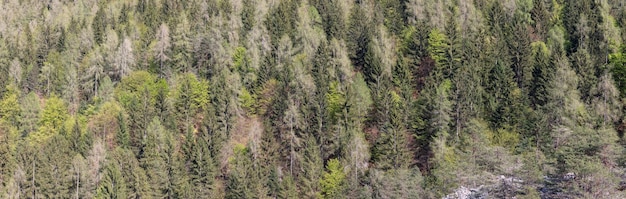 Super panoramic forest background shot of wild deep centuriesold alpine spruce forest in mountains
