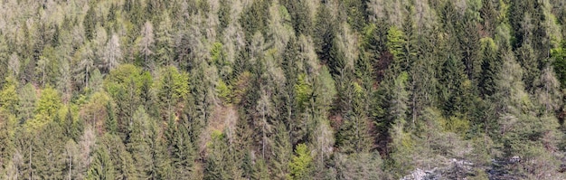 山の野生の深い何世紀にもわたる高山のトウヒ林の超パノラマの森の背景ショット