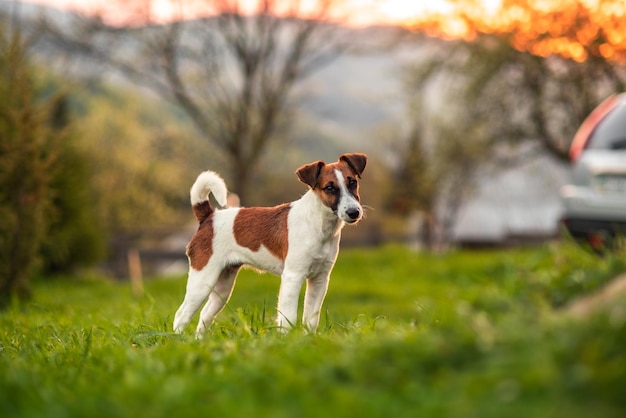 Super schattig stamboom gladde Fox Terrier hond staat bewust op het gazon gelukkig weinig puppy plezier op de achtertuin zonnige dag buitenshuis