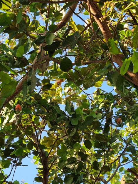 Foto super uitzicht op een cashewboom.