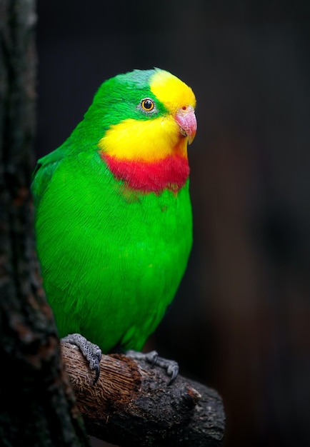 Superb parrot