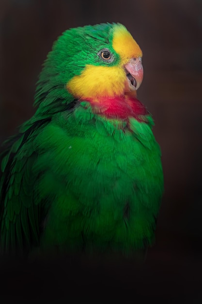 Superb parrot