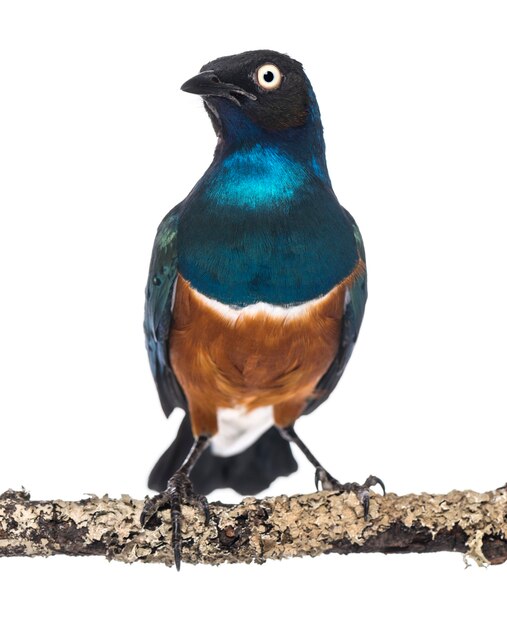 Superb Starling on a branch - Lamprotornis superbus