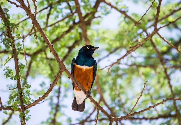 Superb Starling은 아카시아 가지에 앉아 있습니다. 아프리카. 케냐. 탄자니아. 세렝게티 국립 공원.