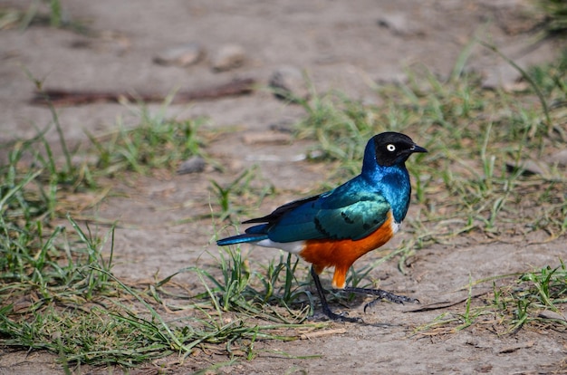 Superb Starling lamprotornis superbus стоит на траве озера Найваша, Кения, Африка