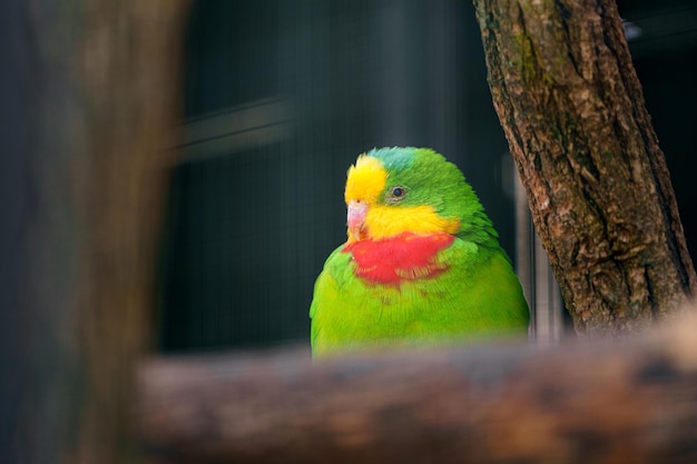 Superbe papegaai achter blokken in de dierentuin