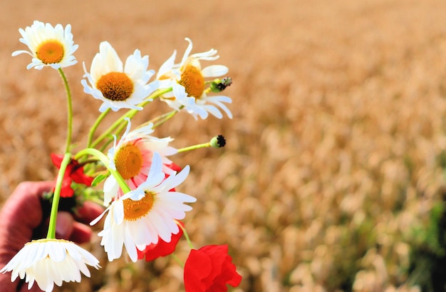 Superbloeiend in de wei kamille bloemen klokje rode klaprozen