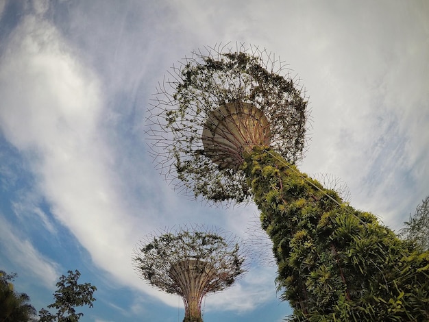 Superbomen in tuinen bij de baai