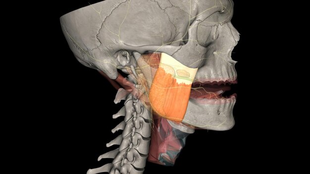 Photo the superficial head originates at the maxillary process of the zygomatic bone cheekbone and the inferior lower border of the zygomatic arch