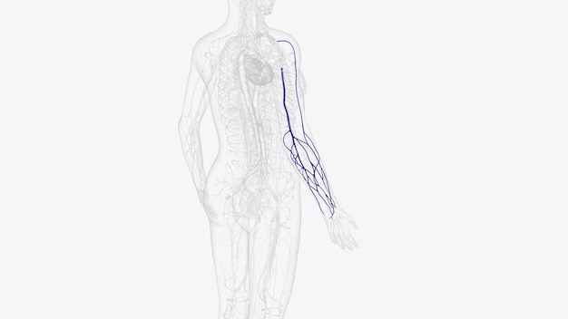 사진 오른쪽 팔과 팔꿈치의 표면 정맥