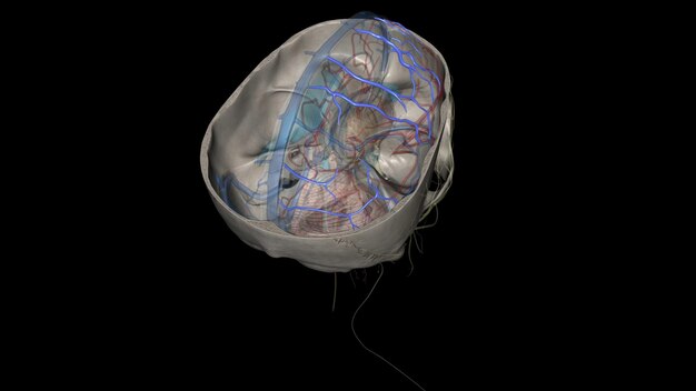 The superior cerebral veins drain the superior portion of the cerebral cortex