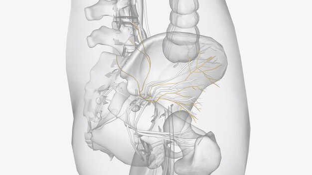 Photo the superior gluteal nerve is responsible for innervation of the gluteus medius