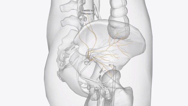 Photo the superior gluteal nerve is responsible for innervation of the gluteus medius