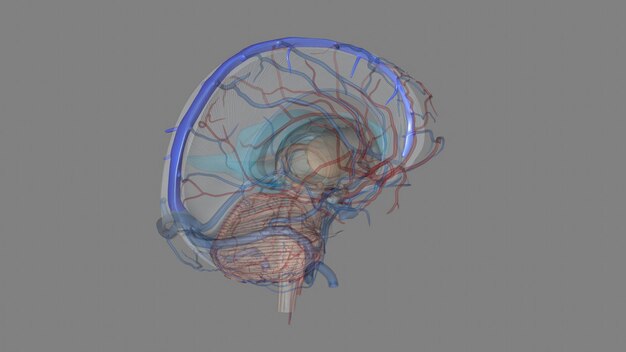 Photo the superior sagittal sinus is the major component of the superficial cerebral venous system