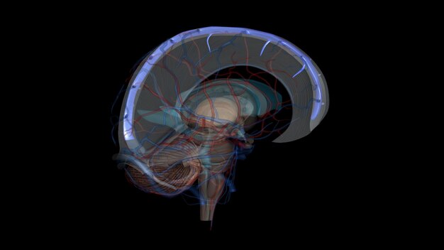 Photo the superior sagittal sinus is the major component of the superficial cerebral venous system