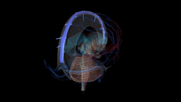 Photo the superior sagittal sinus is the major component of the superficial cerebral venous system