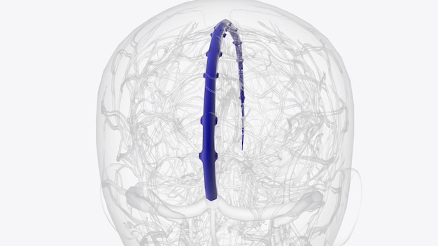 Photo the superior sagittal sinus is one of several endotheliallined spaces in the brain known collectively as the dural venous sinuses