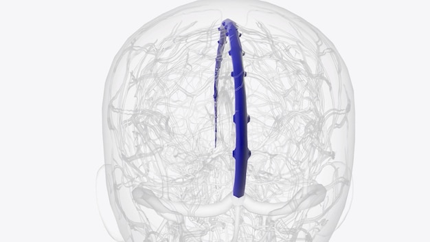 The superior sagittal sinus is one of several endotheliallined spaces in the brain known collectively as the dural venous sinuses