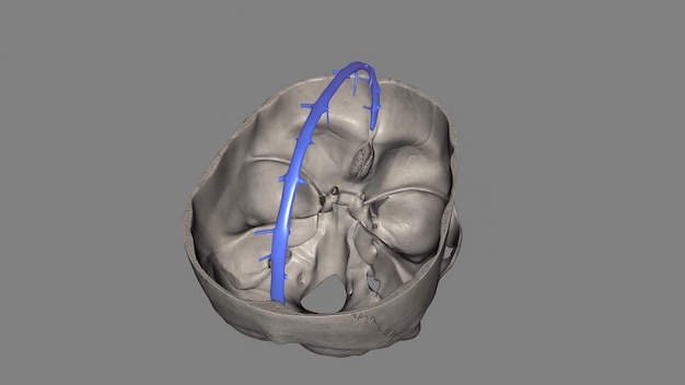 Photo the superior sagittal sinus within the human head is an unpaired area along the attached margin of the falx cerebri