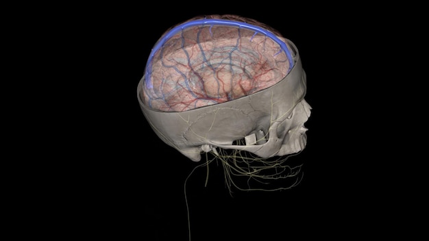 인간의 머리 안의 상부 sagittal sinus는 falx cerebri의 부착 된 가장자리를 따라 짓기되지 않은 영역입니다.