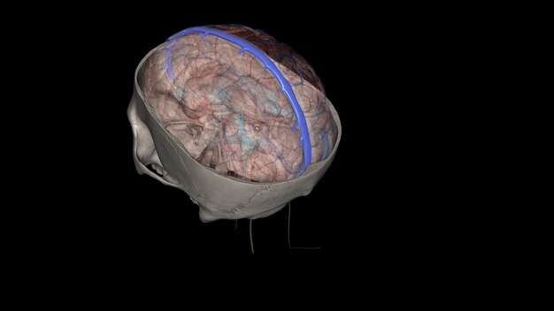 The superior sagittal sinus within the human head is an unpaired area along the attached margin of the falx cerebri