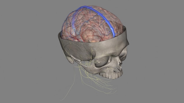 Photo the superior sagittal sinus within the human head is an unpaired area along the attached margin of the falx cerebri