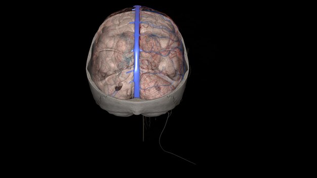 인간의 머리 안의 상부 sagittal sinus는 falx cerebri의 부착 된 가장자리를 따라 짓기되지 않은 영역입니다.