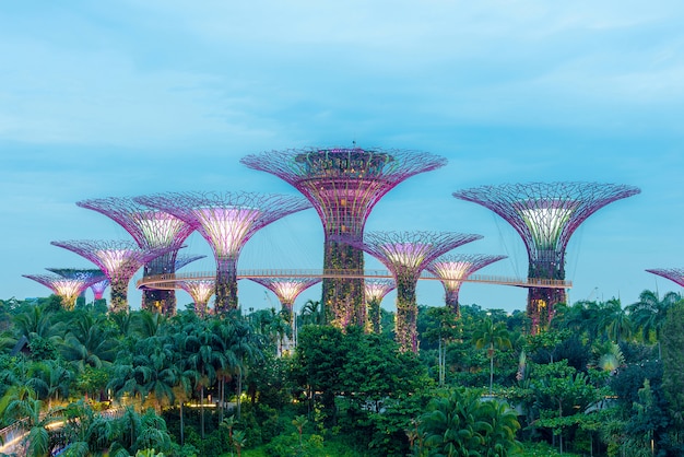 SuperTree Grove in Singapore