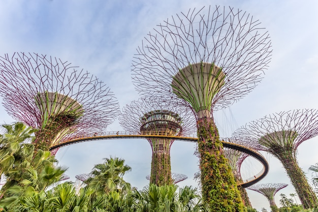 Supertrees bij Gardens by the Bay. Sluit omhoog Luchtmening van de botanische tuin