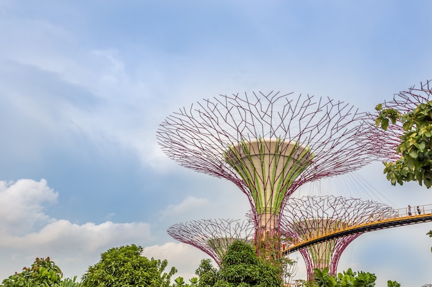 Supertrees at Gardens by the Bay. Close up Aerial view of the botanical garden 