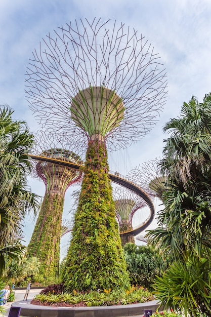 Supertrees at Gardens у залива. Закрыть Вид с воздуха на ботанический сад