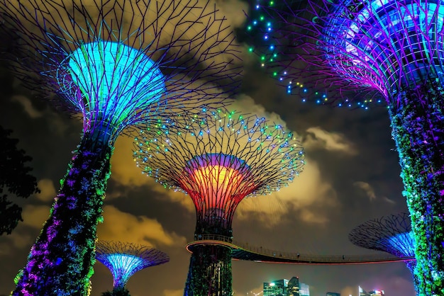 Фото Роща супердеревьев в садах у залива в центре сингапура. это музыкально-световое шоу, когда деревья подсвечиваются разными цветами.