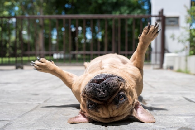 Supine French bulldog at the ground on sunny day