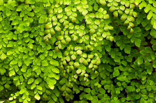 Suplir Adiantum Venustum Himalayan maidenhair fern green foliage background