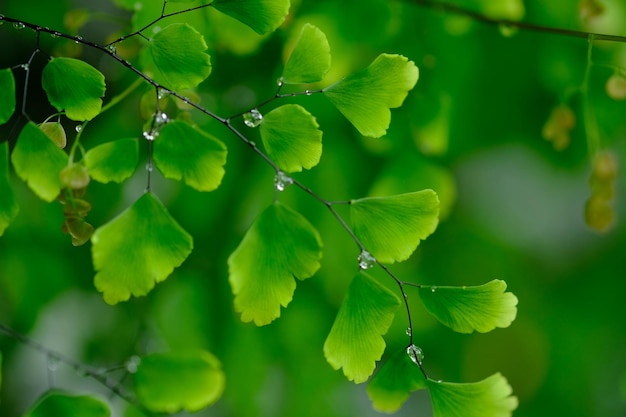 Suplir is a popular fern for decorating a room or garden belongs to the adiantum genus maidenhair