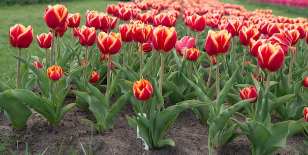 Сторонник окружающей среды Нидерландская сельская местность тюльпаны в саду Удивительное поле тюльпанов в Голландии расслабляют и снимают стресс тюльпаны весной страна многих цветов Весенний цветочный фон