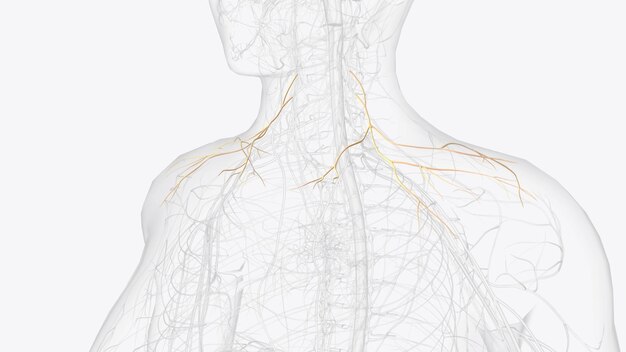 Photo the supraclavicular nerve is a superficial sensory nerve that crosses the clavicle and provides sensation over the clavicle